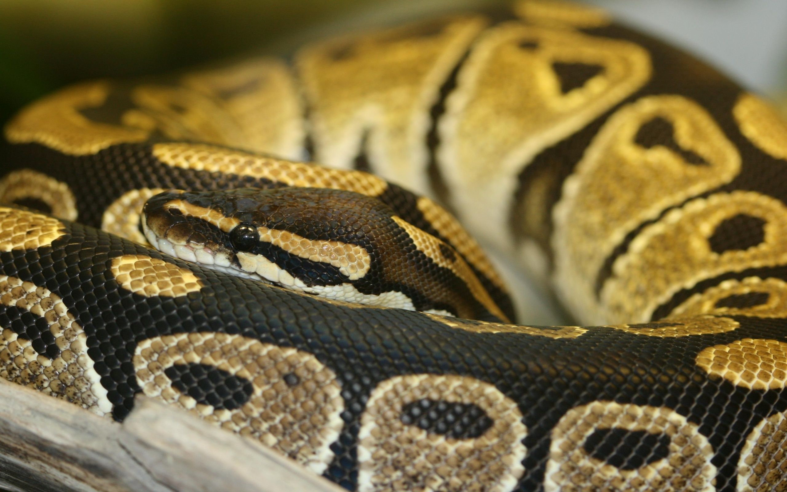 Banana Ball Python Wallpapers