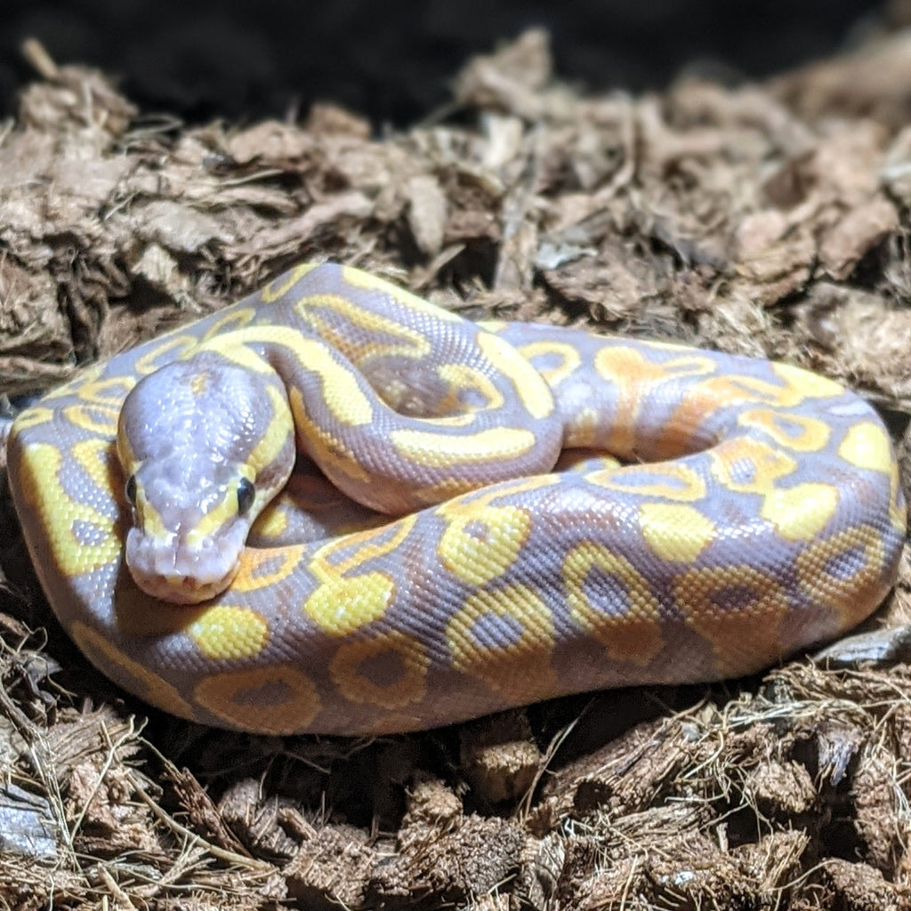 Banana Ball Python Wallpapers