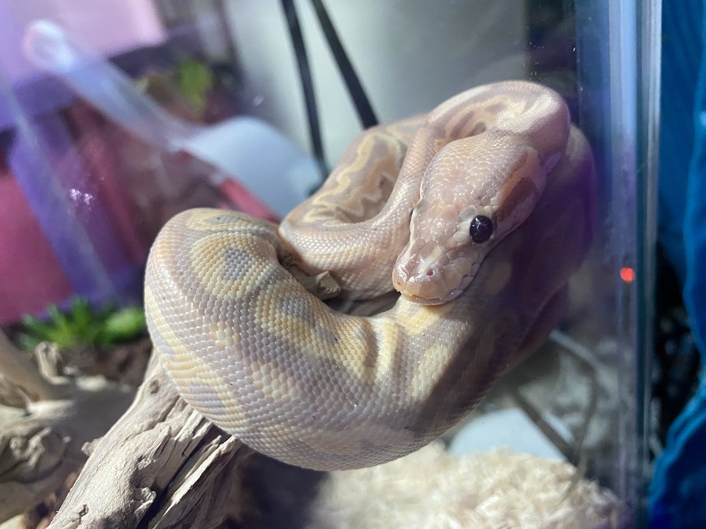 Banana Ball Python Wallpapers