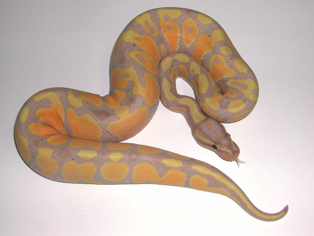 Banana Ball Python Wallpapers