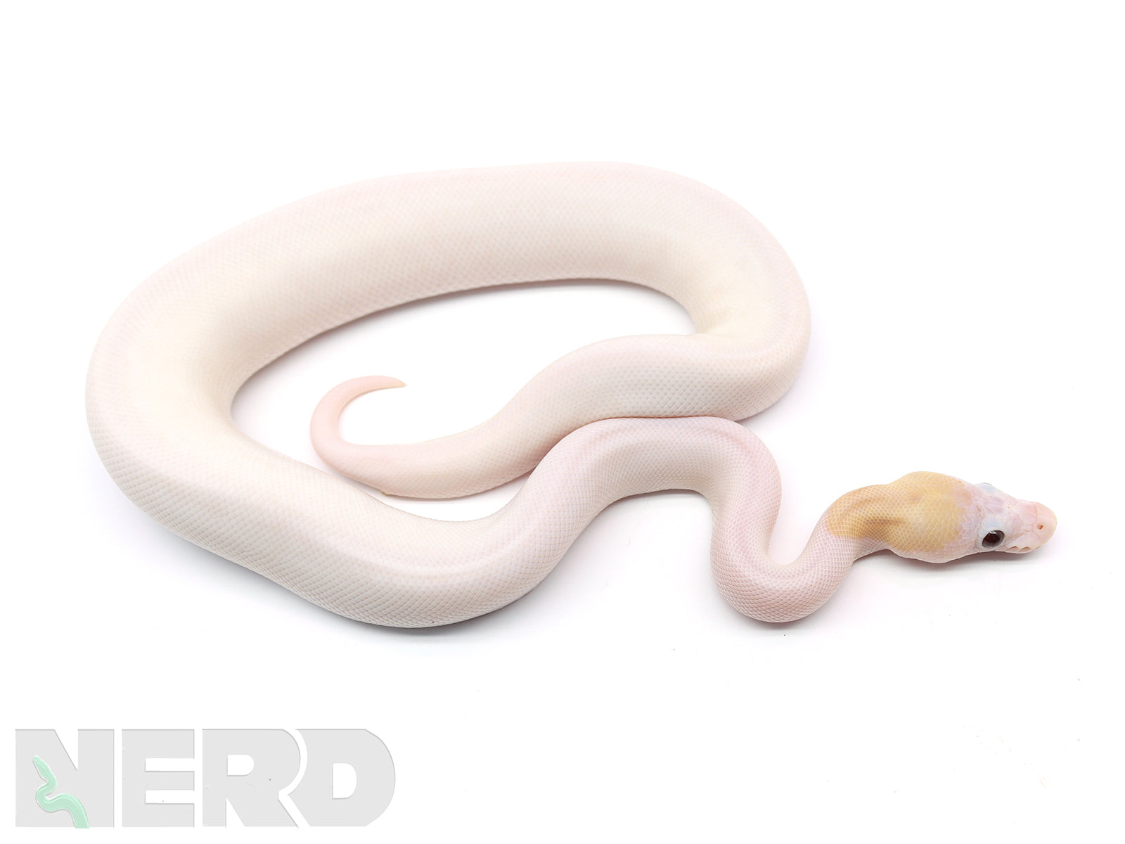 Banana Ball Python Wallpapers