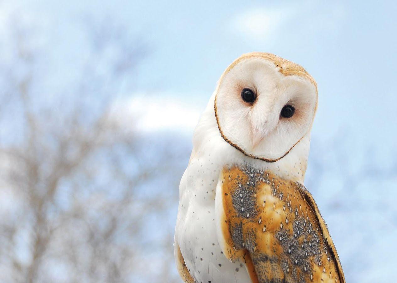 Barn Owl Wallpapers