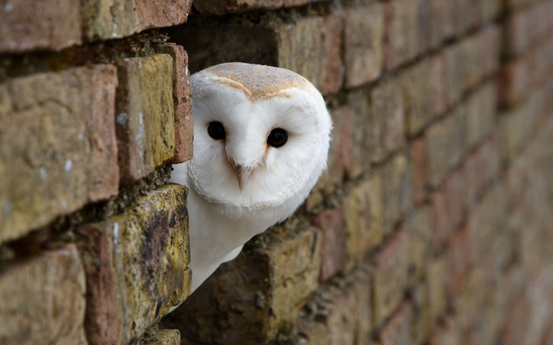 Barn Owl Wallpapers