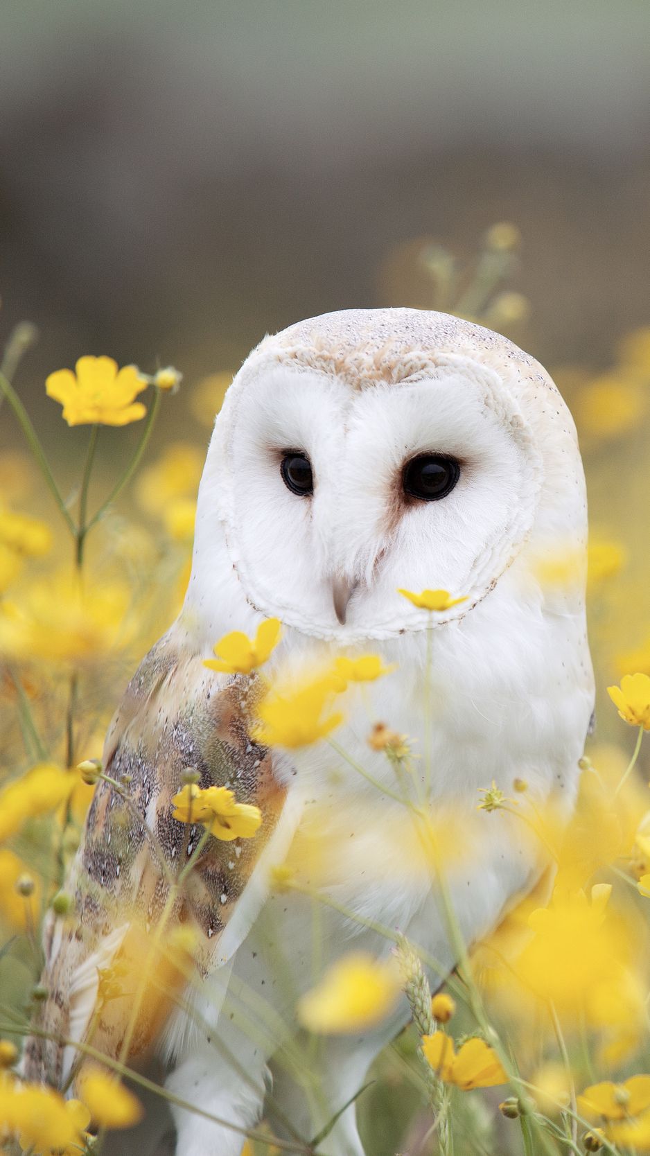 Barn Owl Wallpapers