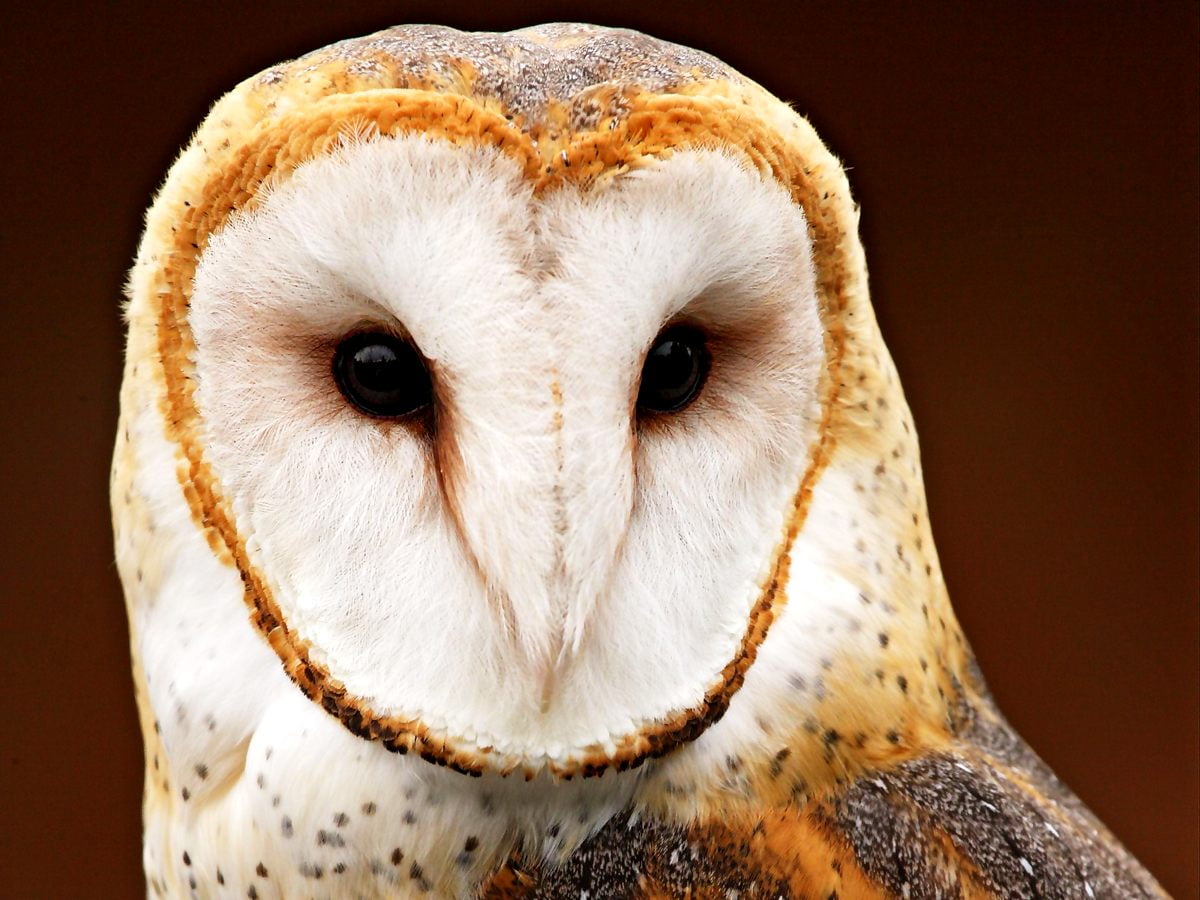 Barn Owl Wallpapers