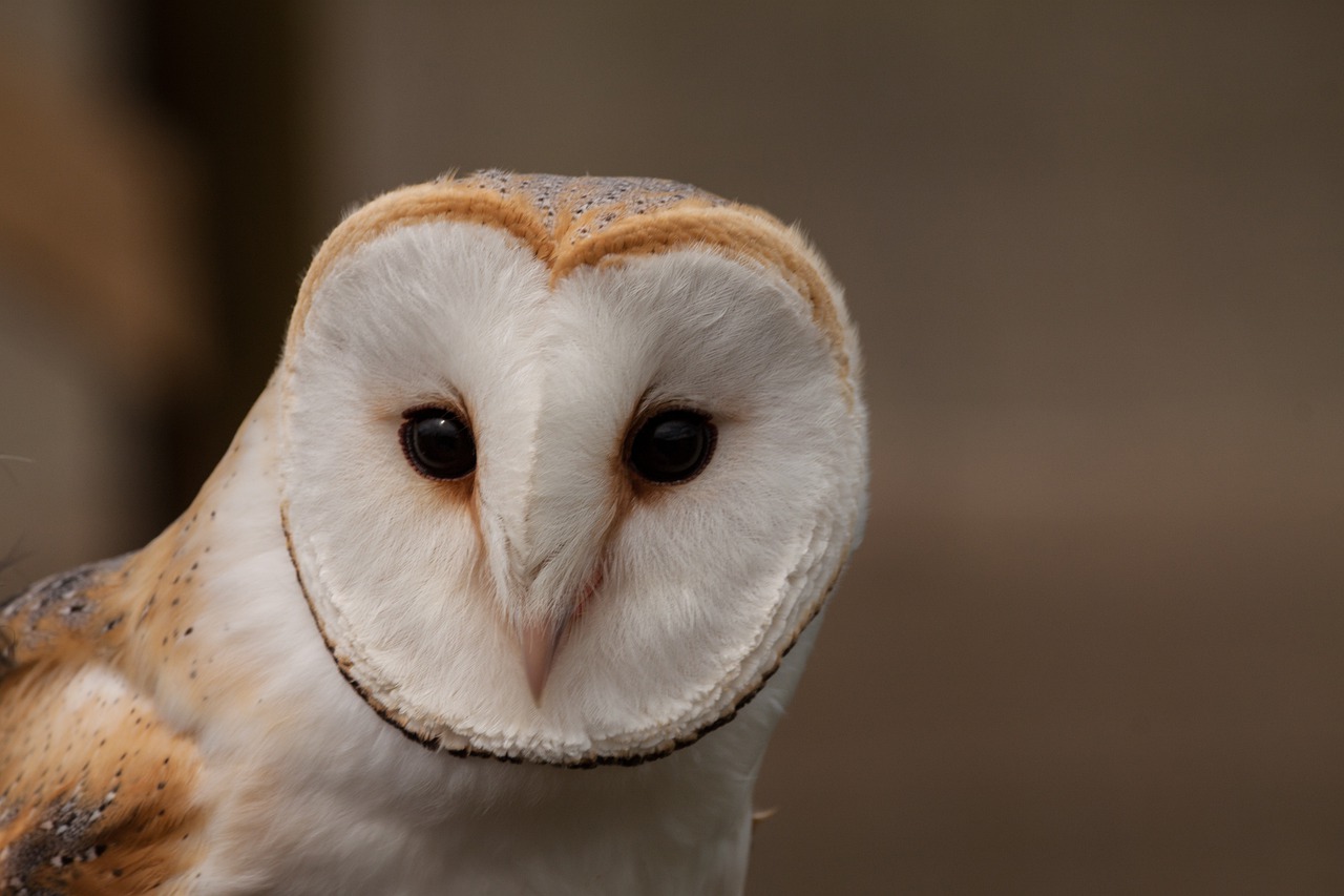 Barn Owl Wallpapers