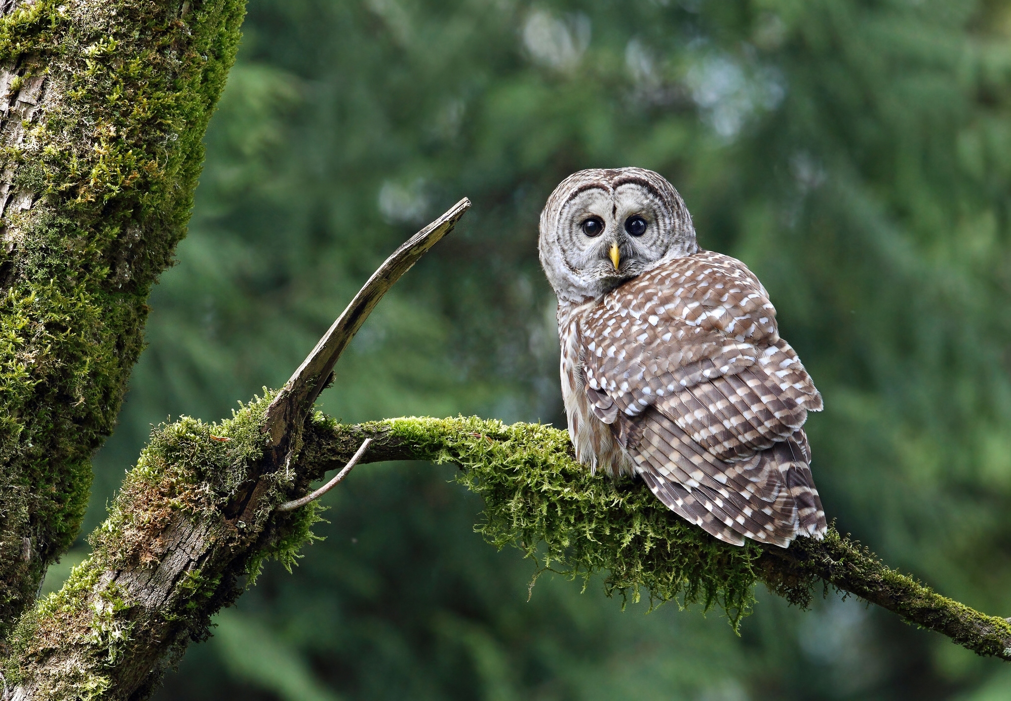 Barred Owl Wallpapers