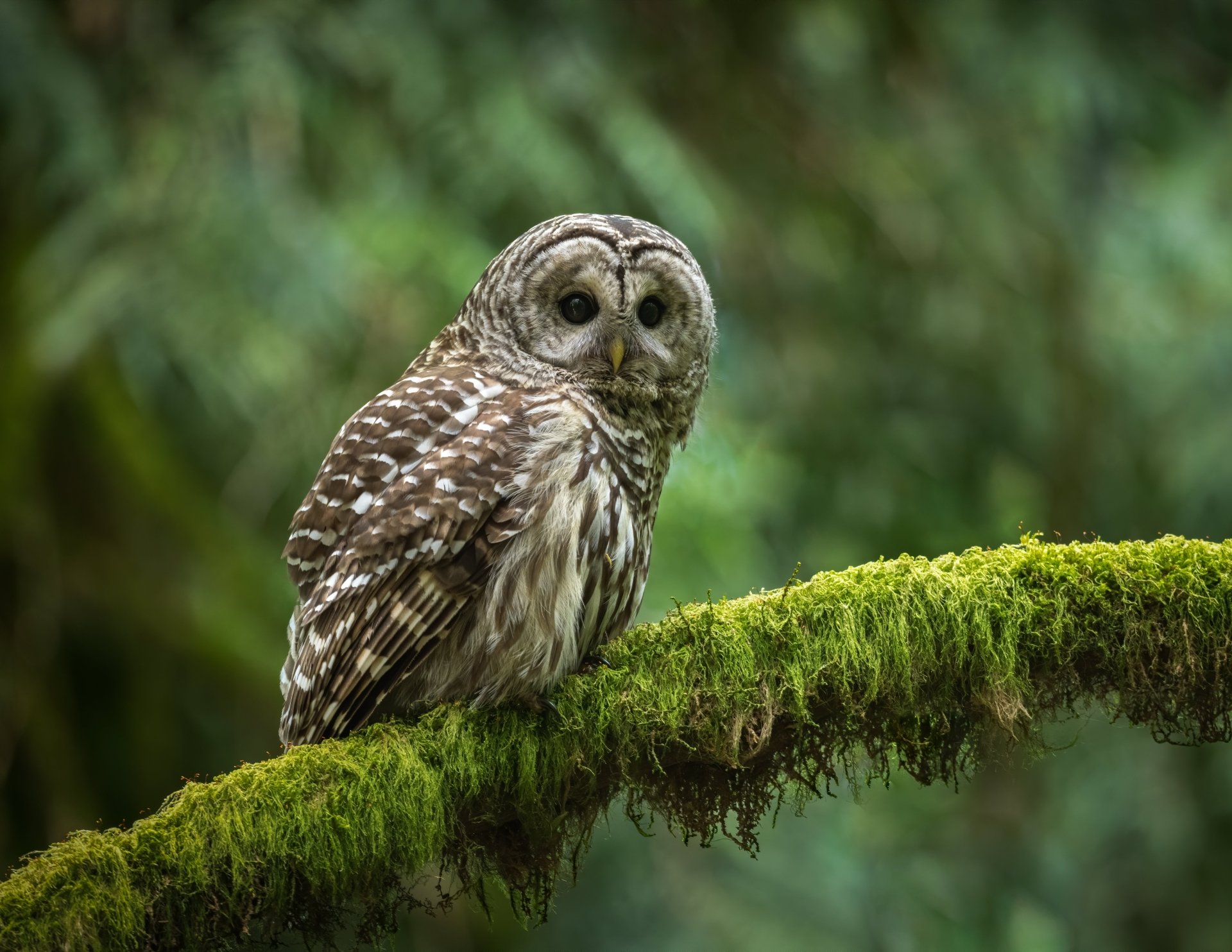 Barred Owl Wallpapers
