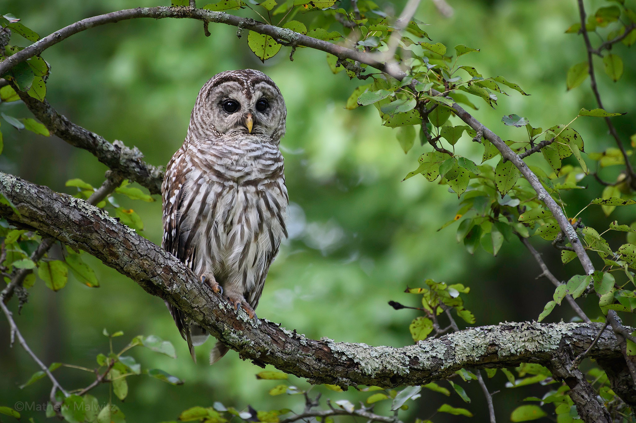 Barred Owl Wallpapers