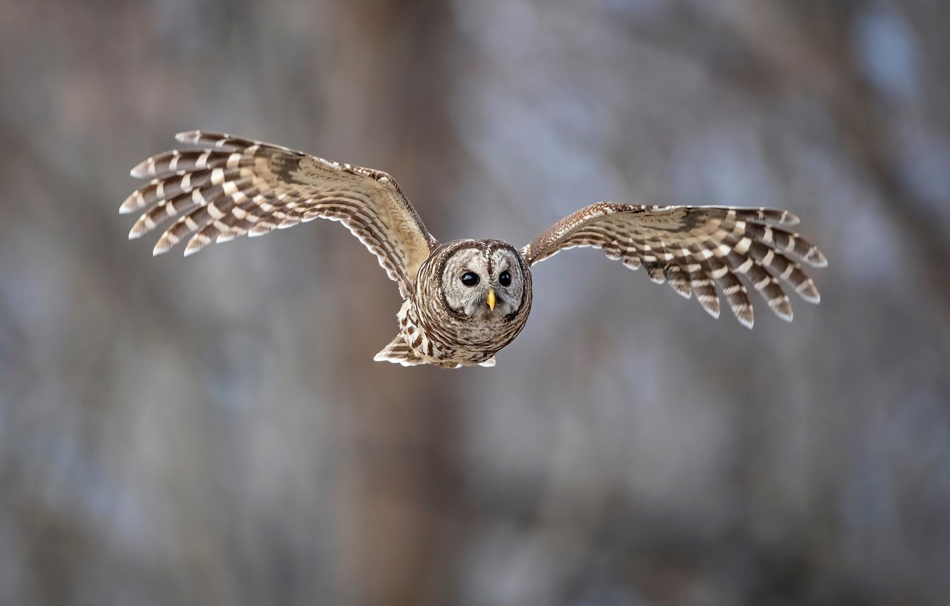 Barred Owl Wallpapers