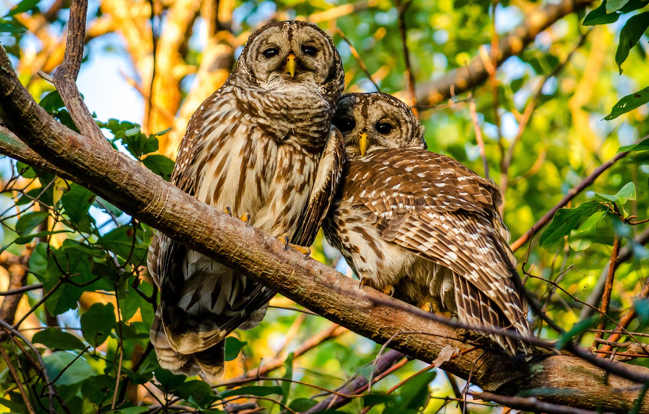 Barred Owl Wallpapers