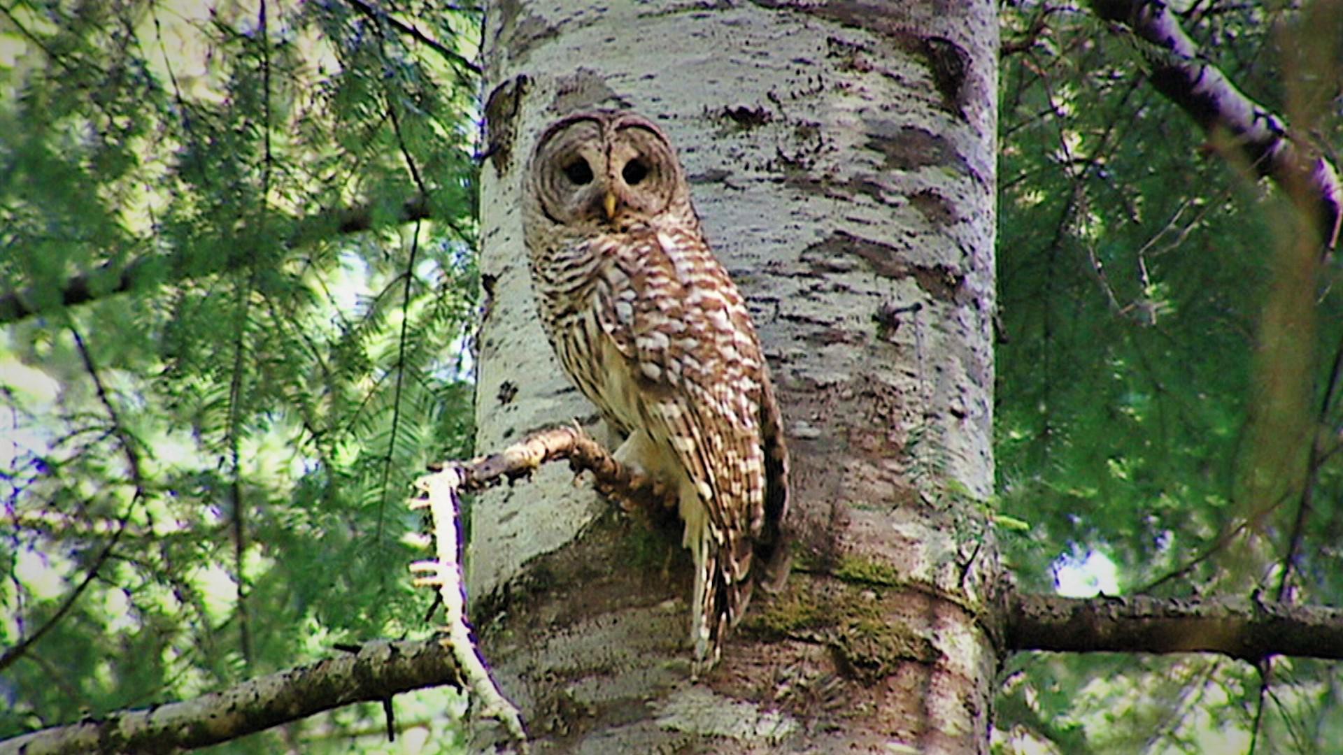 Barred Owl Wallpapers