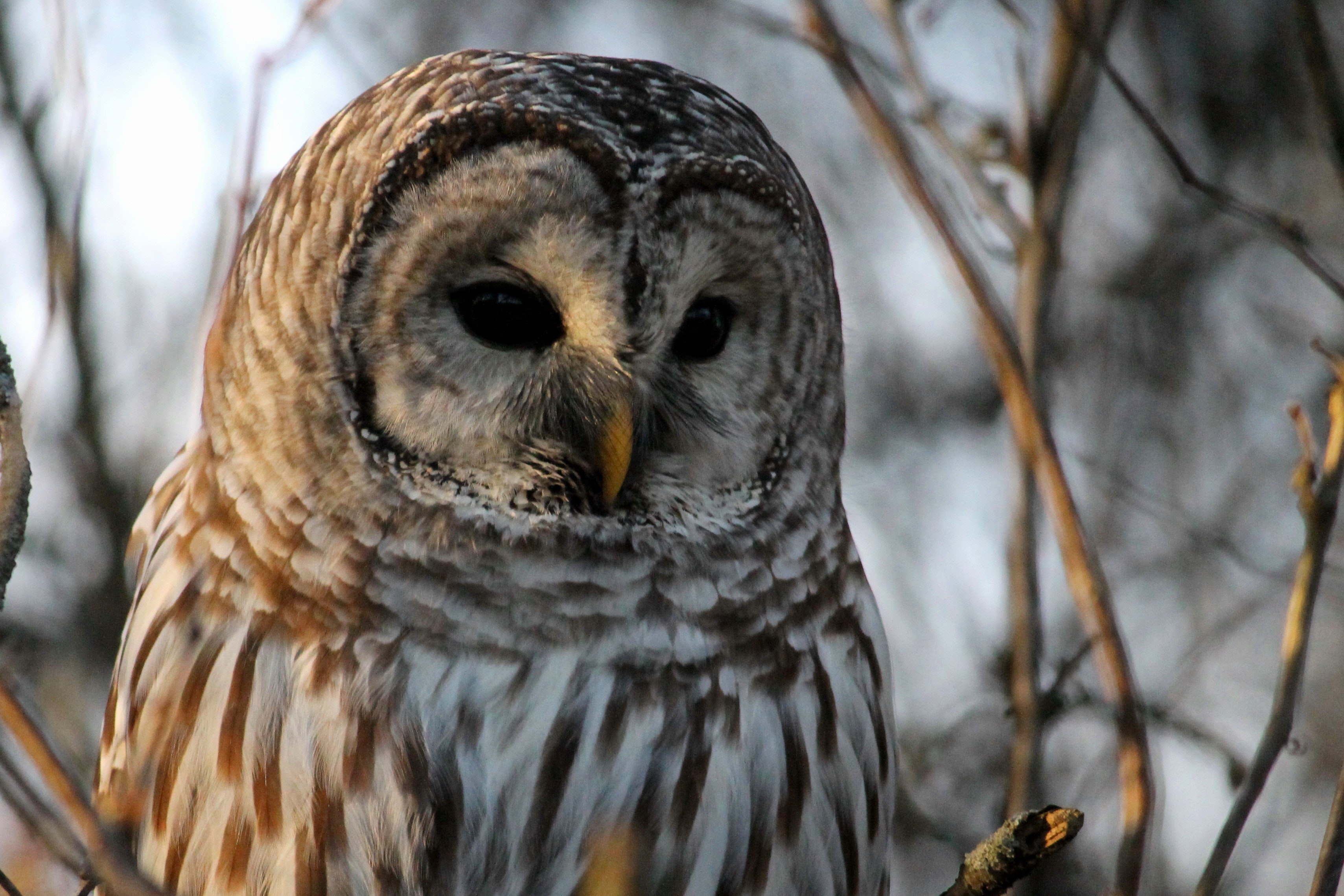 Barred Owl Wallpapers