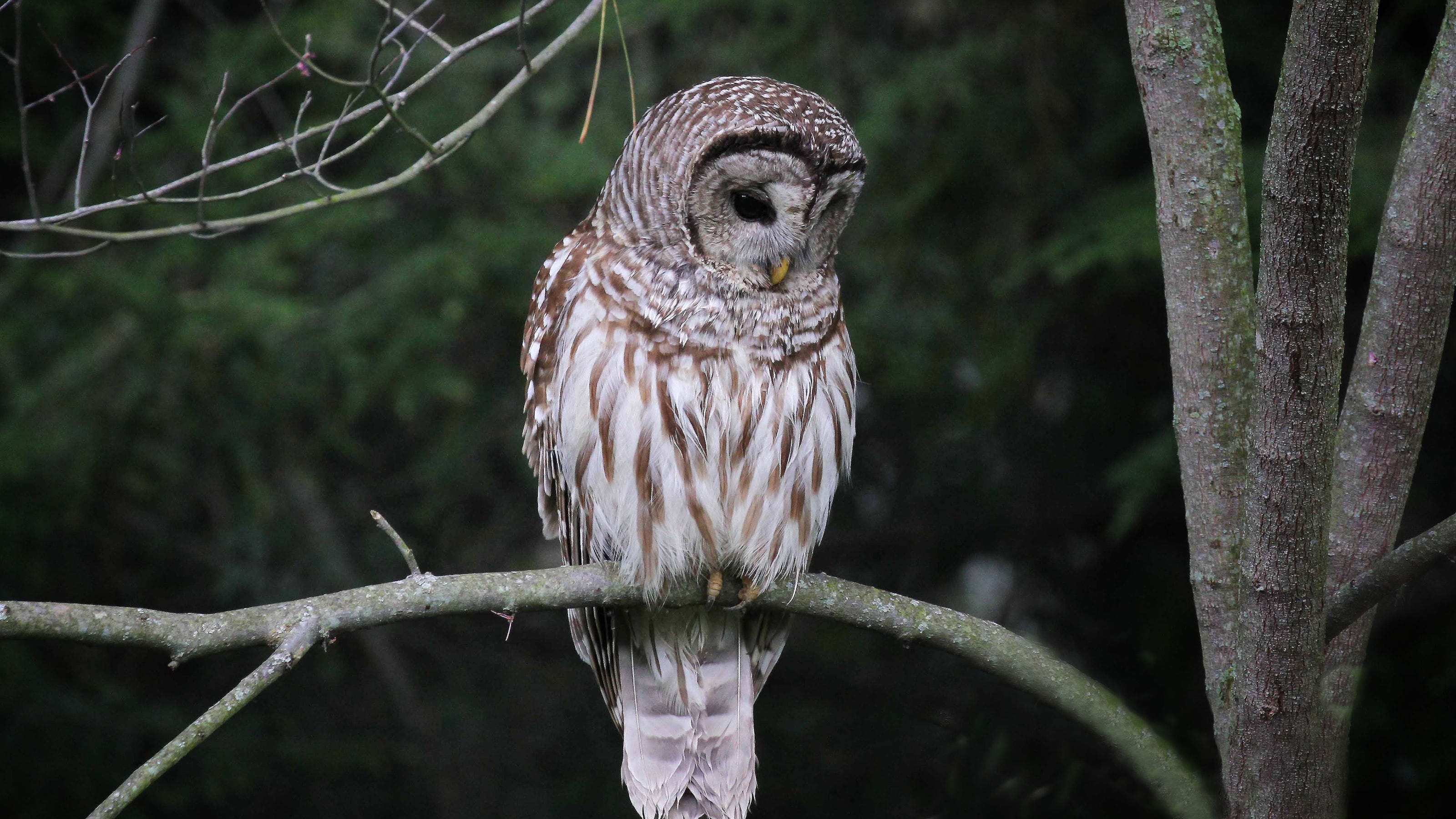 Barred Owl Wallpapers