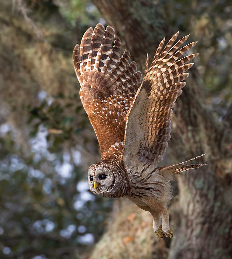 Barred Owl Wallpapers