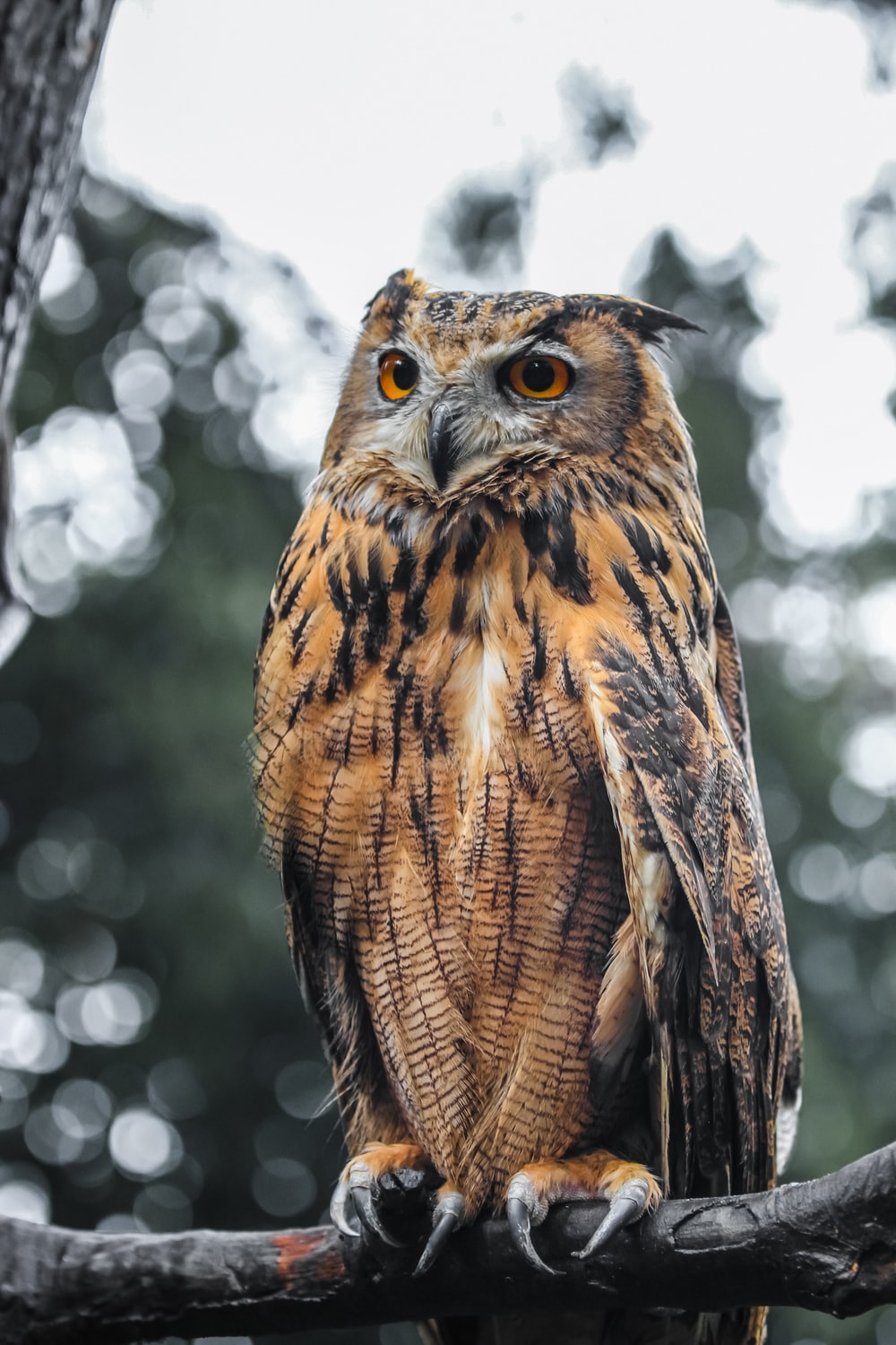 Barred Owl Wallpapers