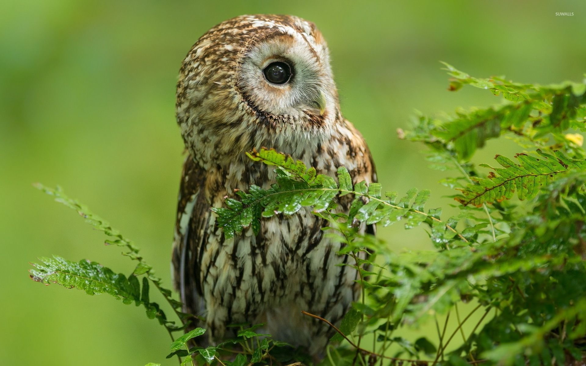 Barred Owl Wallpapers