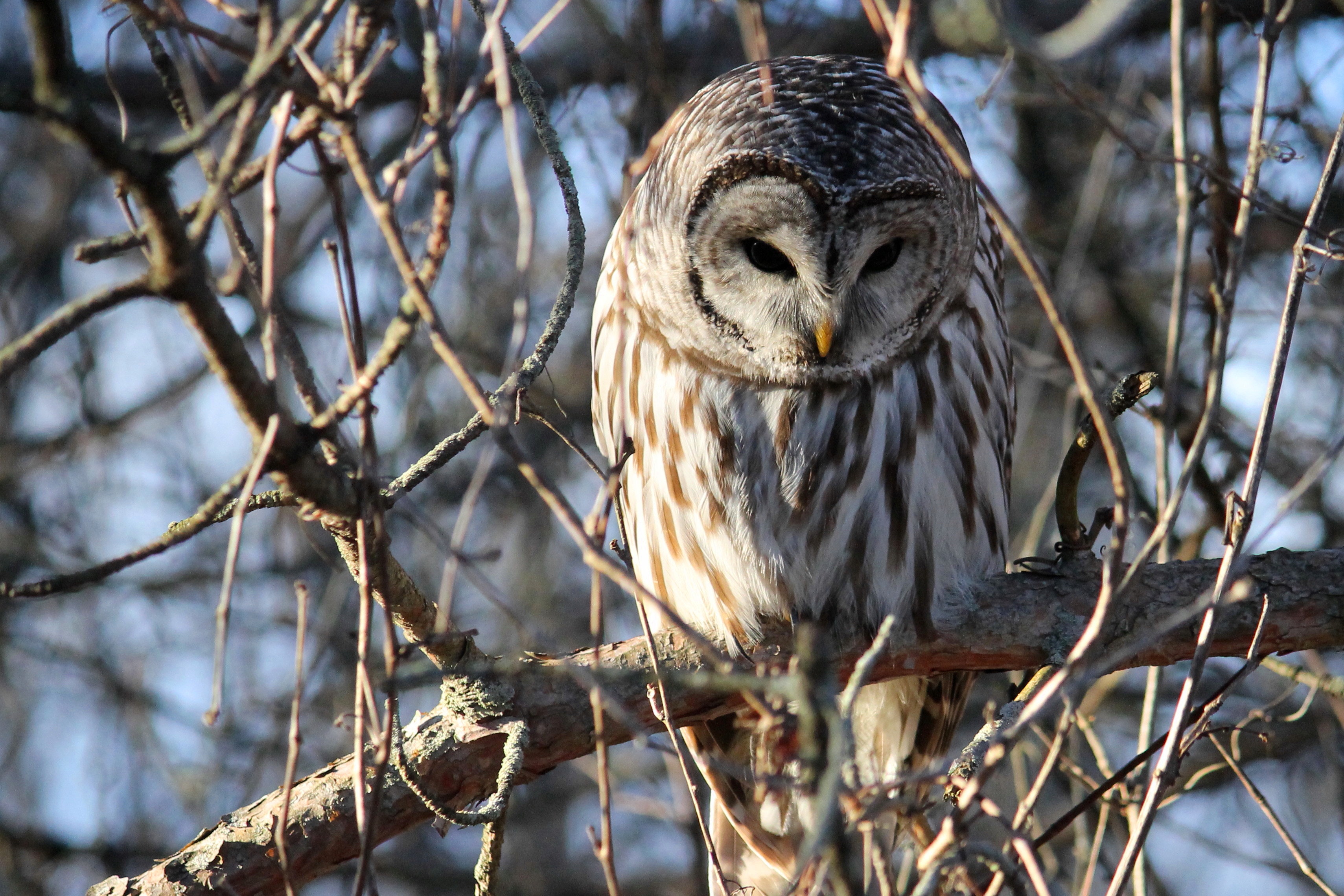 Barred Owl Wallpapers