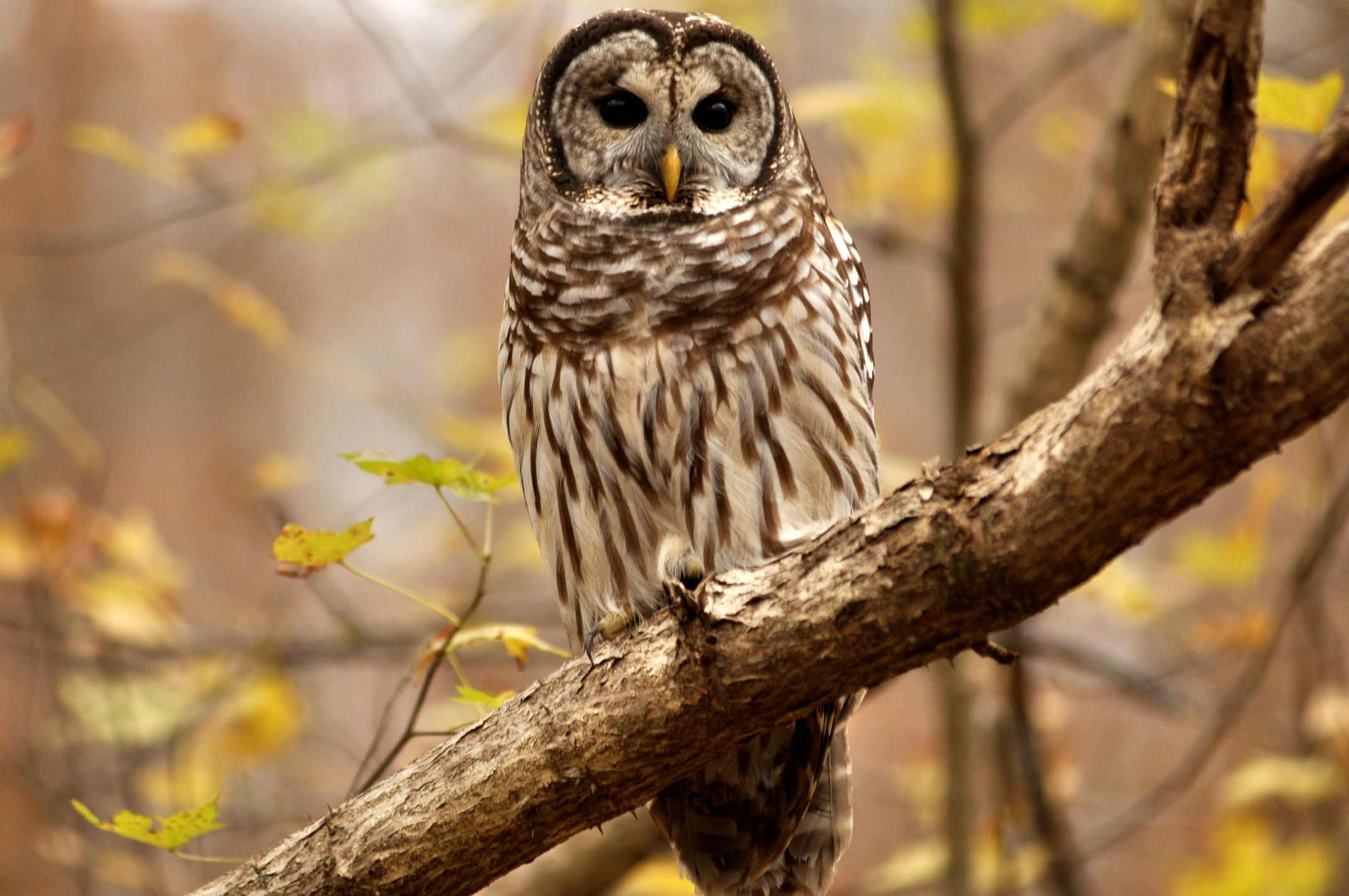 Barred Owl Wallpapers