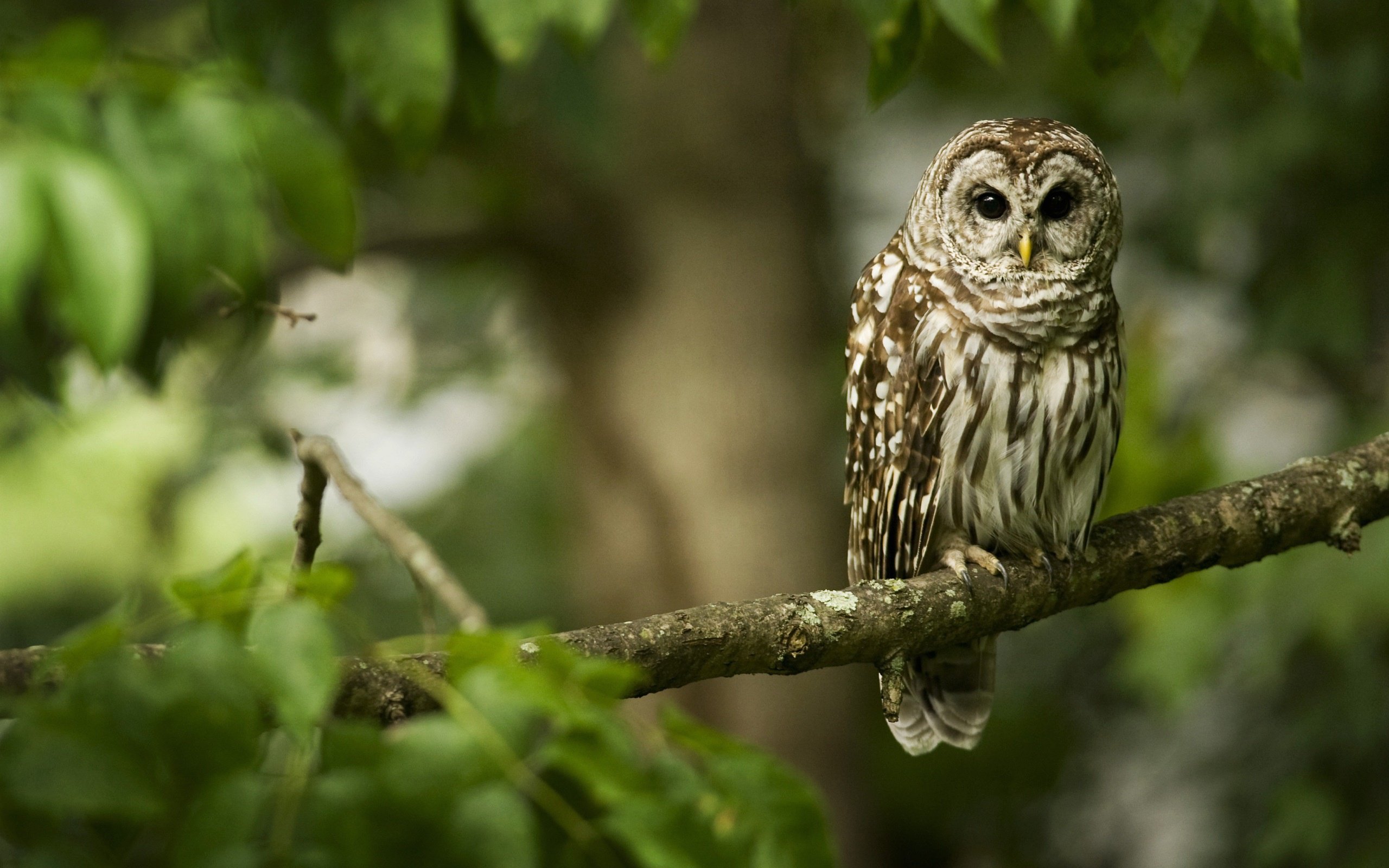 Barred Owl Wallpapers