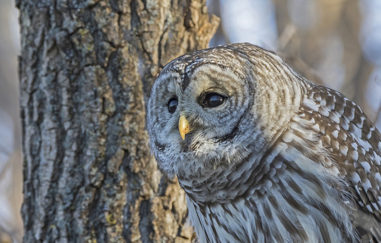 Barred Owl Wallpapers