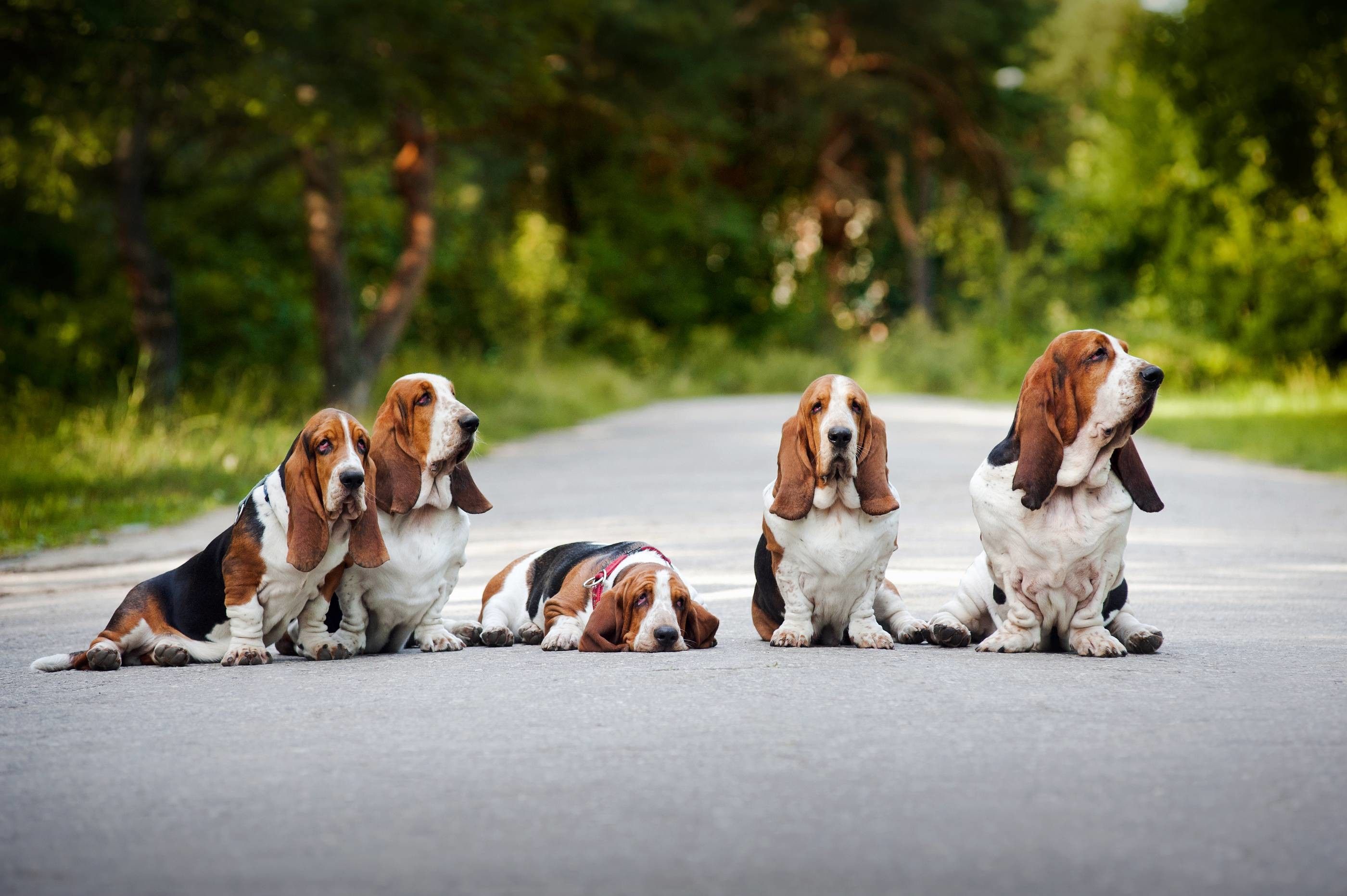 Basset Hound Wallpapers