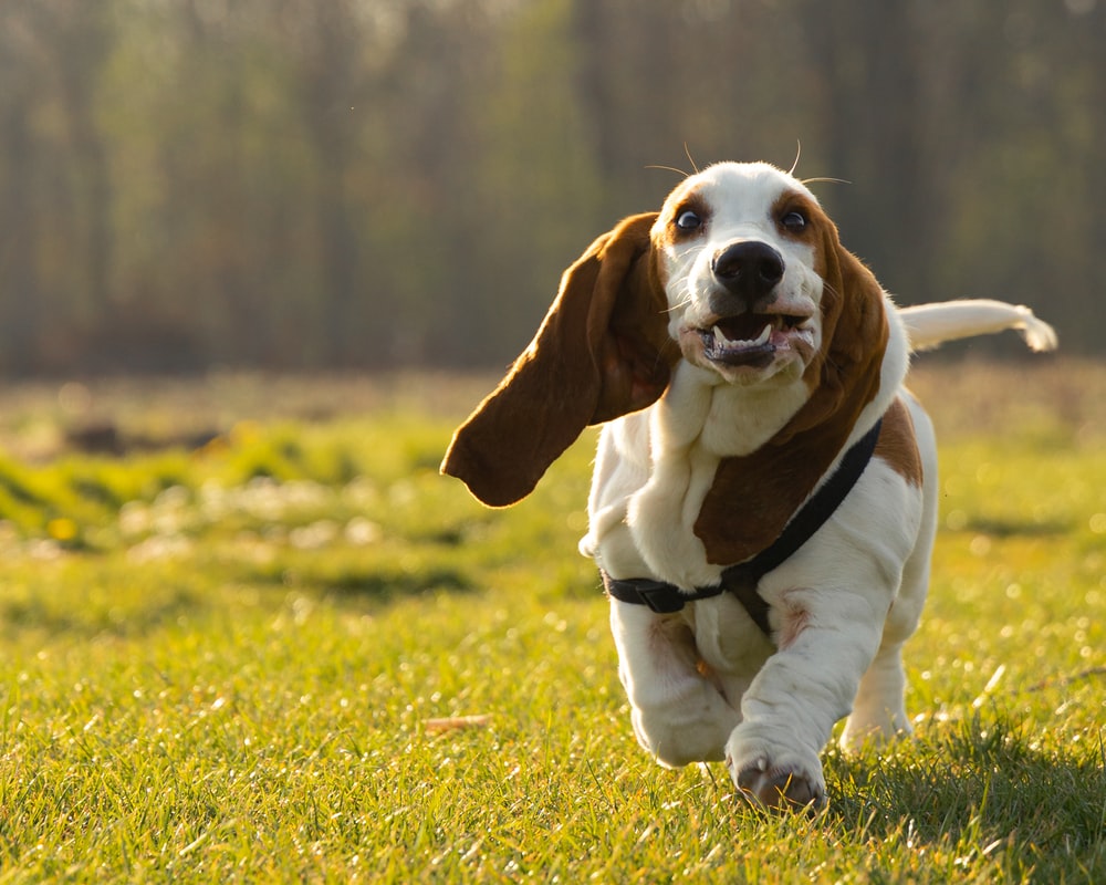 Basset Hound Wallpapers