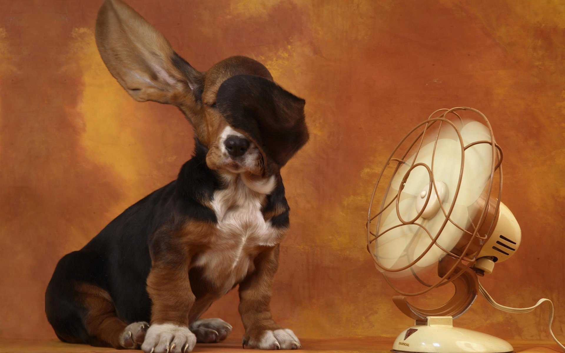 Basset Hound Wallpapers