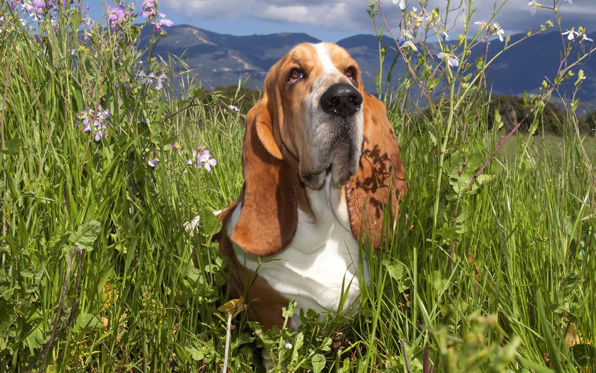 Basset Hound Wallpapers