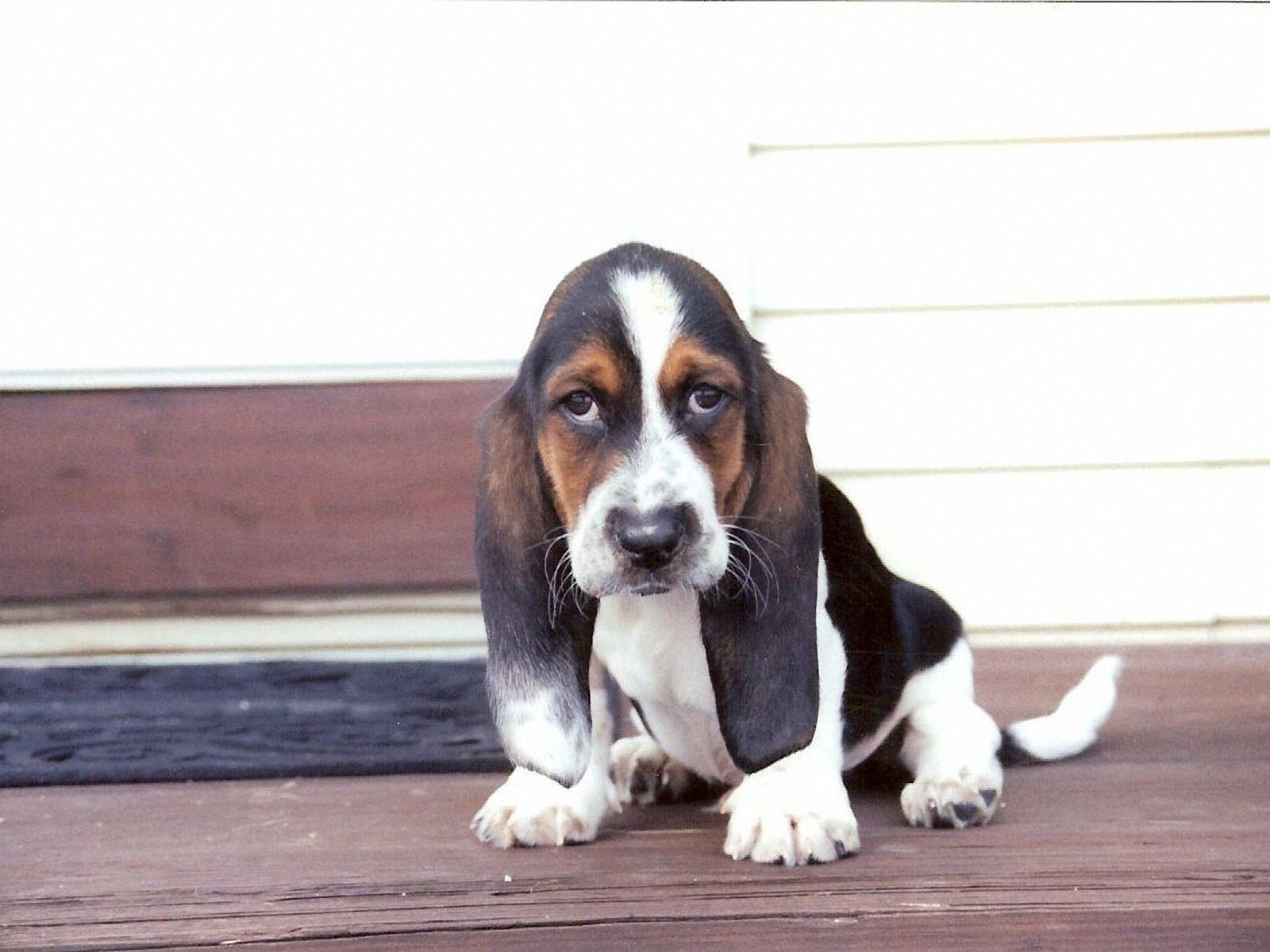 Basset Hound Wallpapers