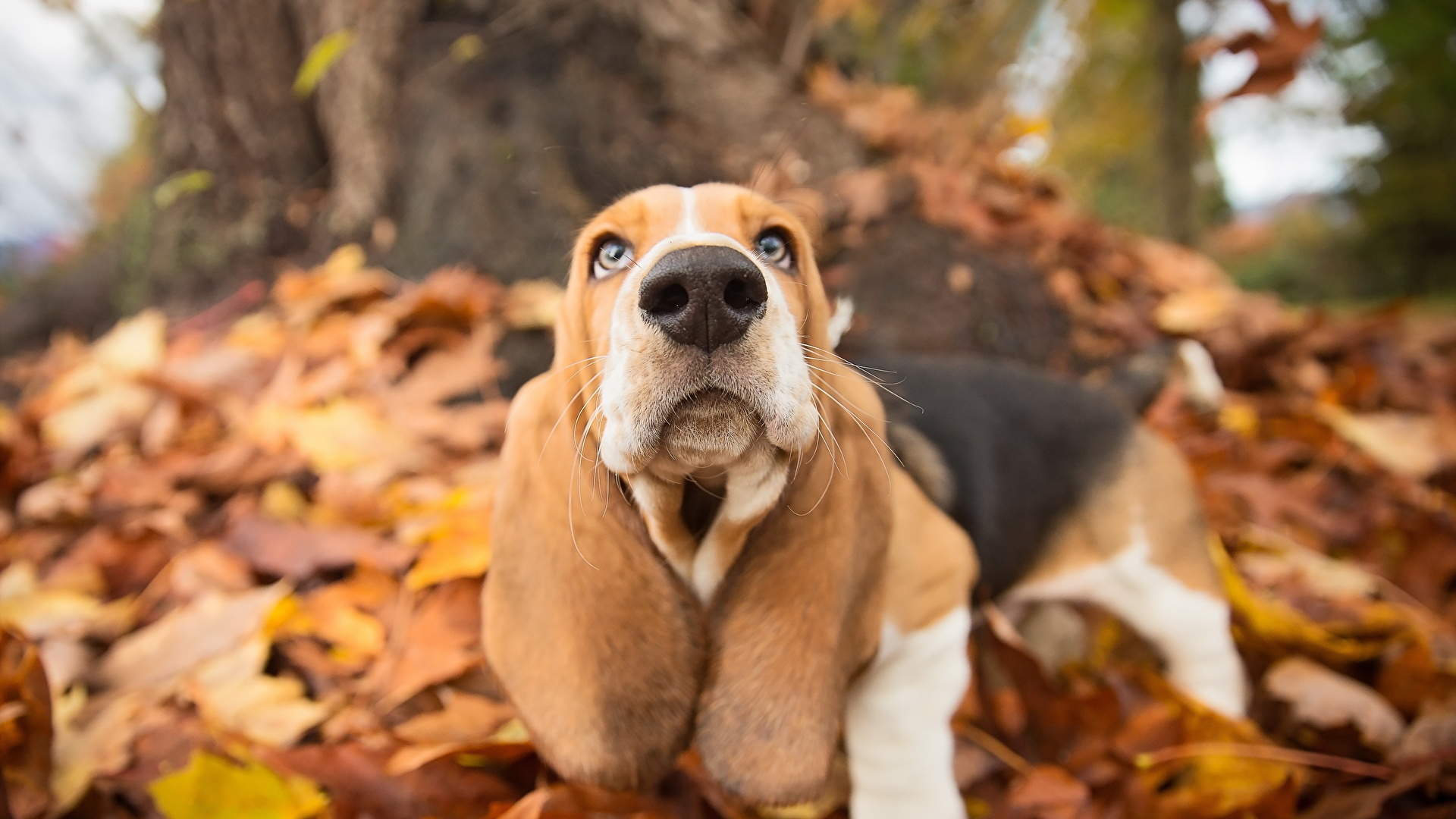 Basset Hound Wallpapers