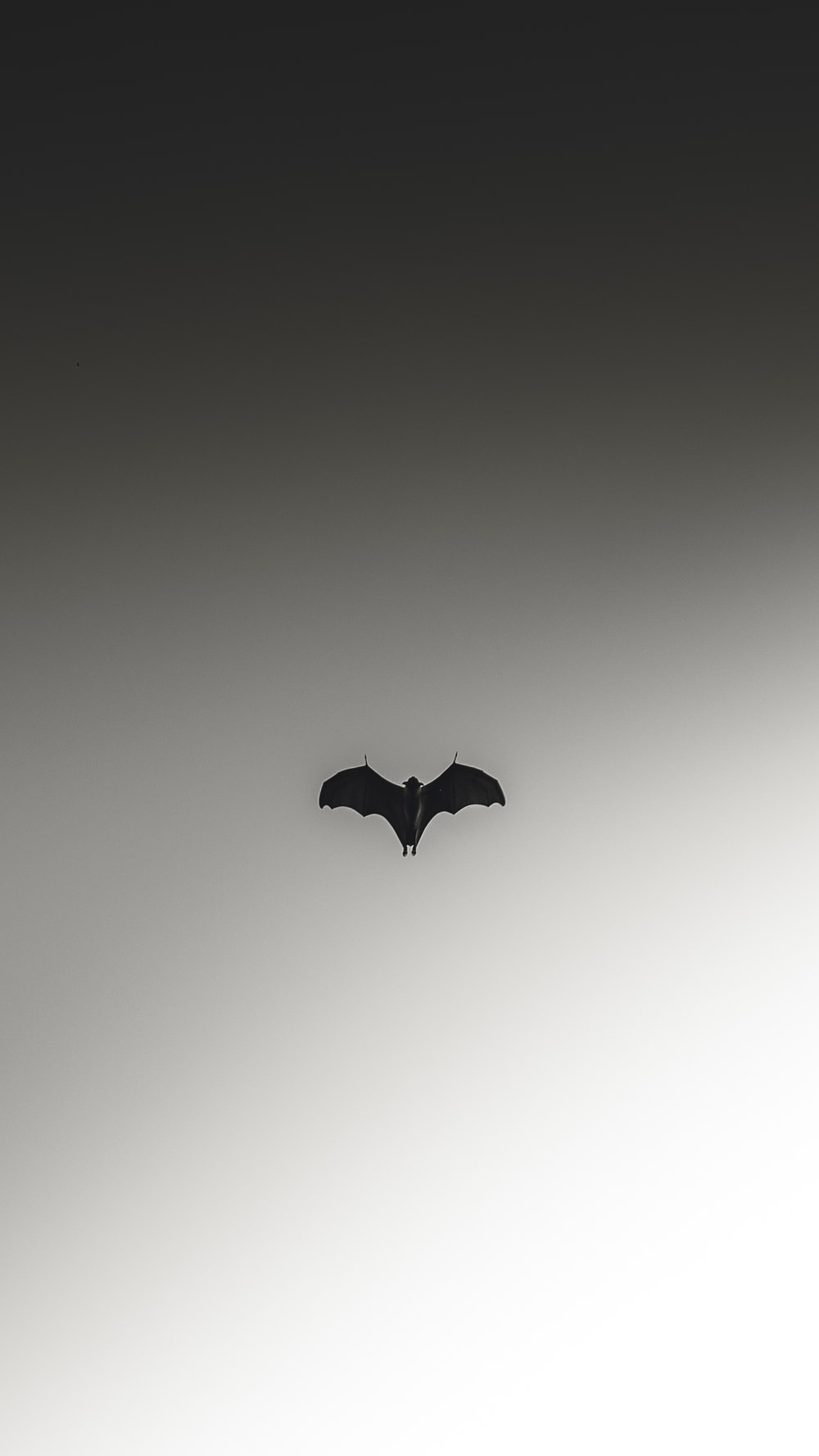 Bat Wallpapers