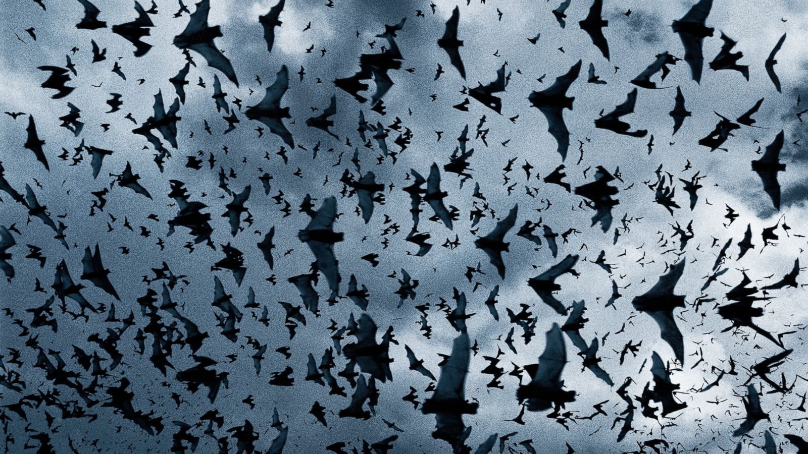 Bat Wallpapers