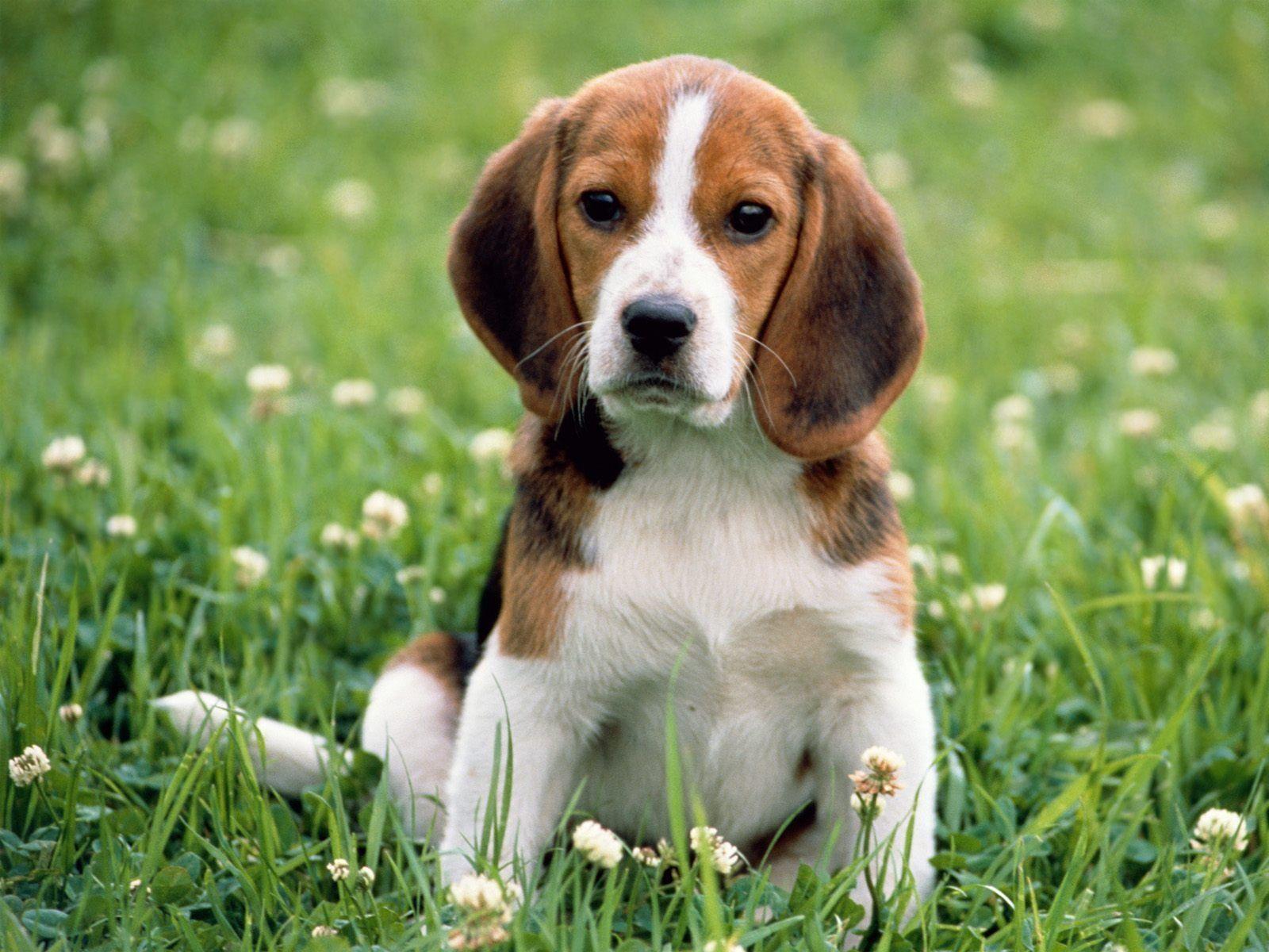 Beagle Wallpapers