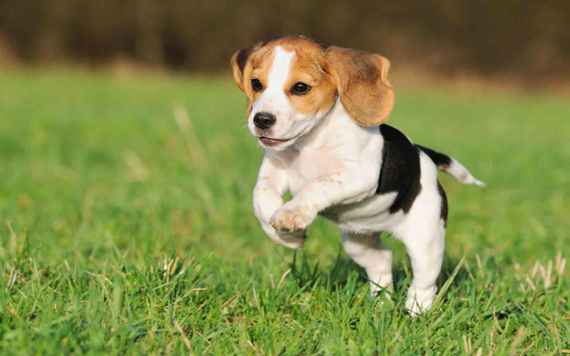 Beagle Wallpapers