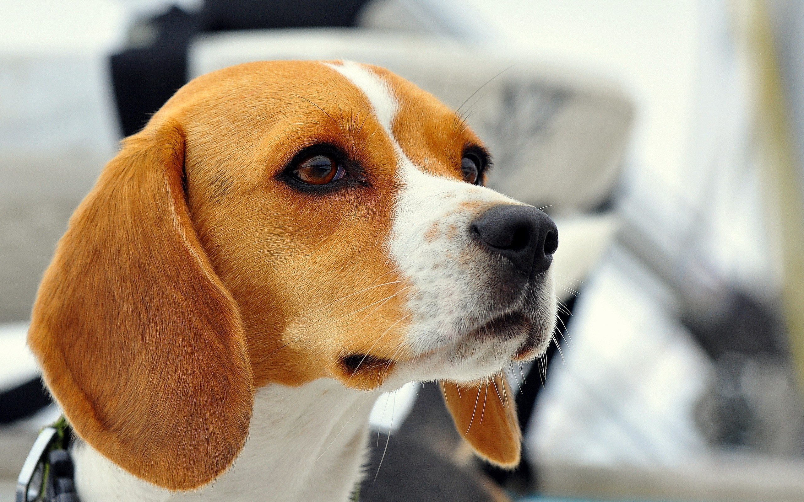 Beagle Wallpapers