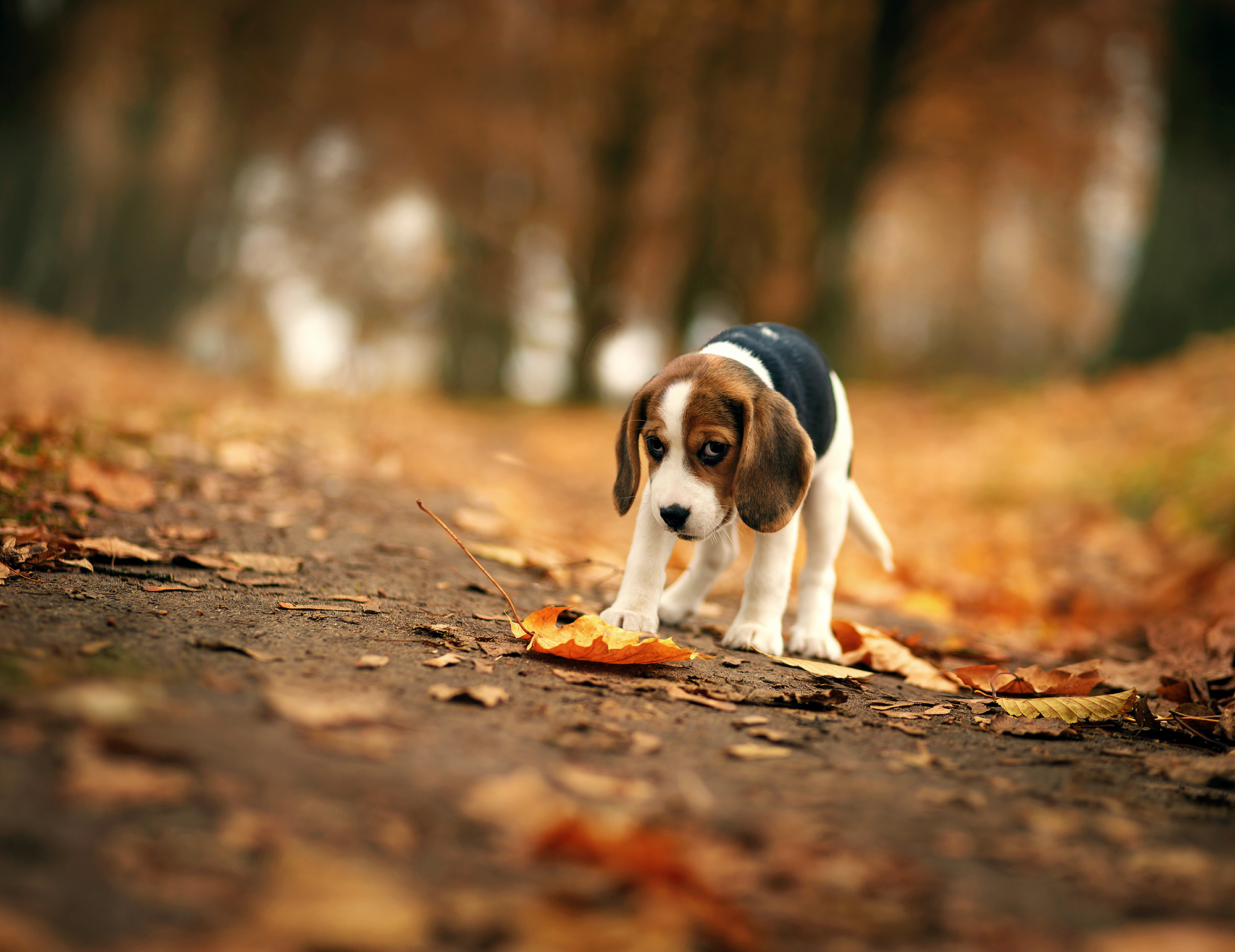 Beagle Wallpapers