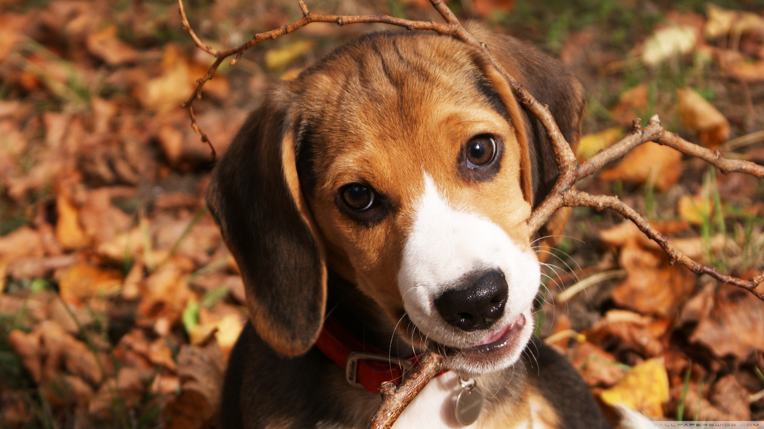 Beagle Wallpapers