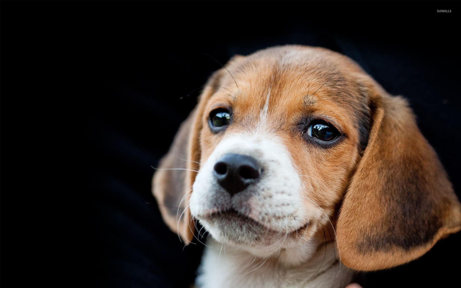 Beagle Wallpapers