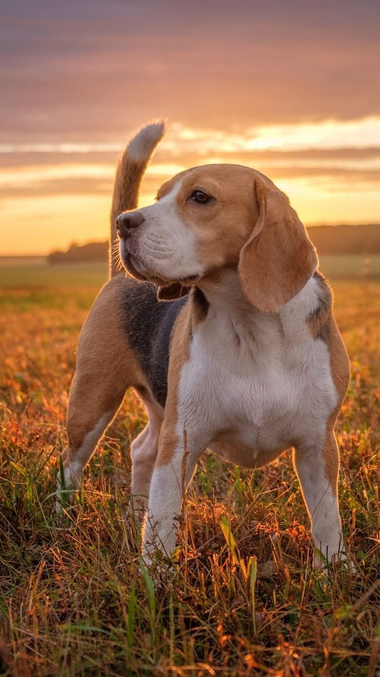 Beagle Wallpapers