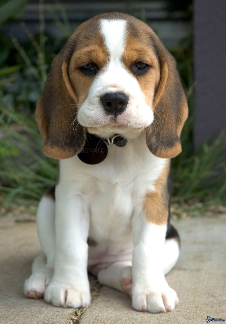 Beagle Wallpapers