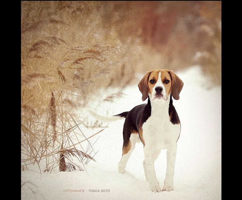 Beagle Wallpapers