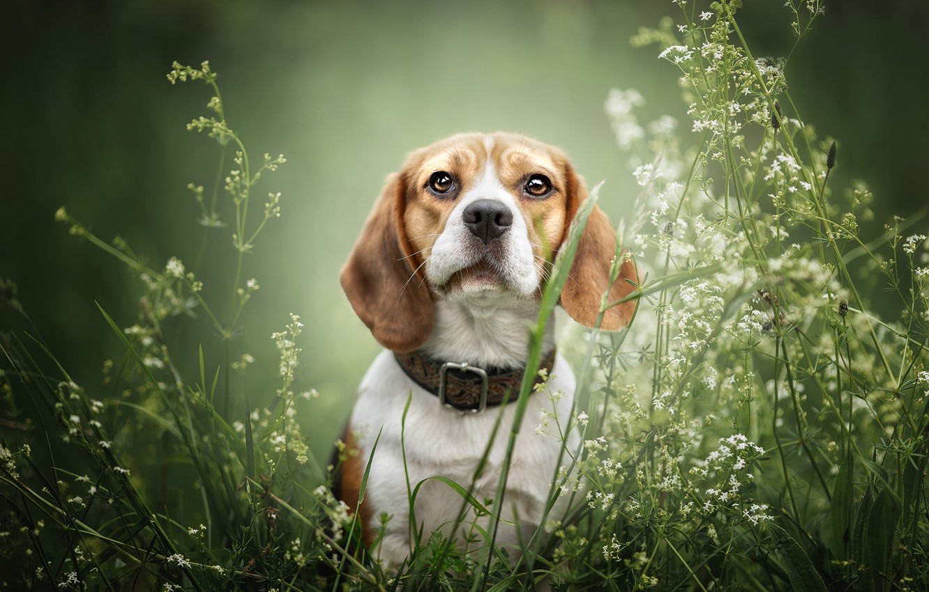 Beagle Wallpapers