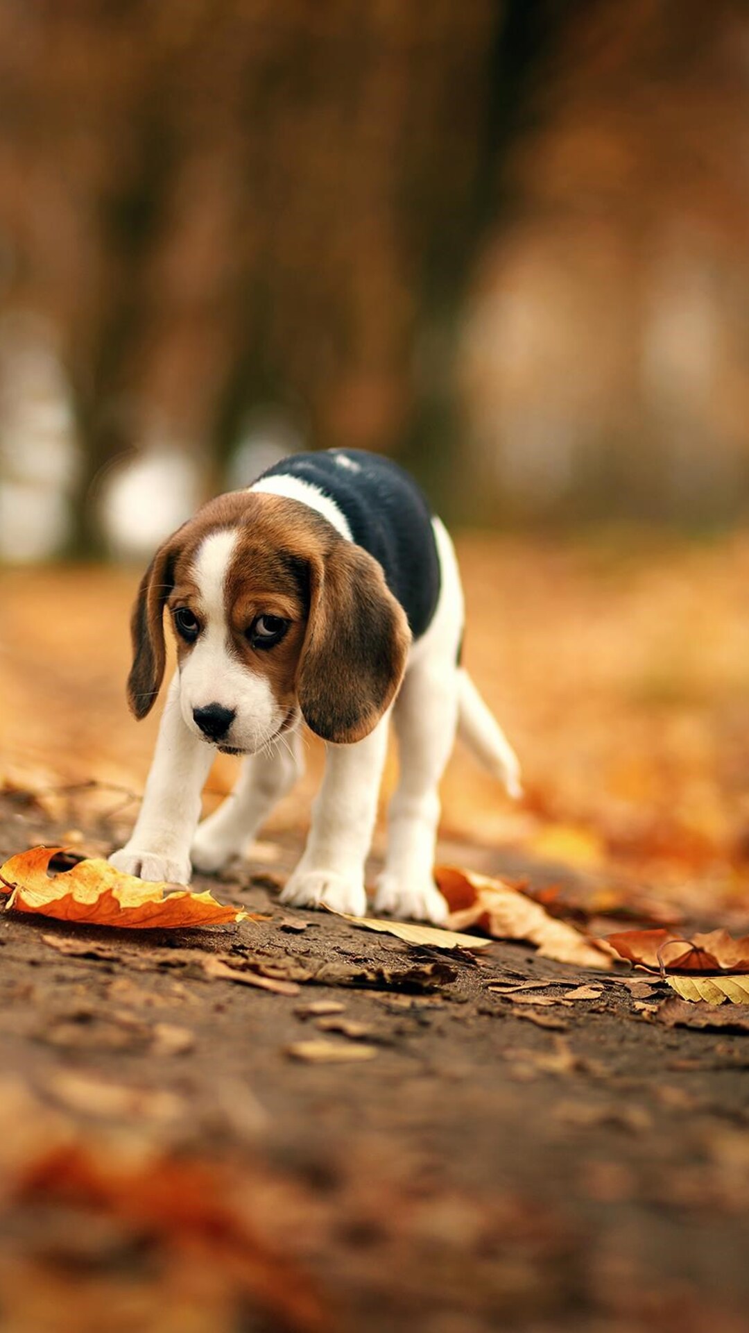 Beagle Wallpapers