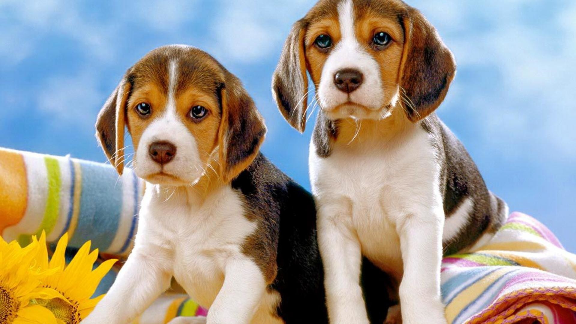 Beagle Wallpapers