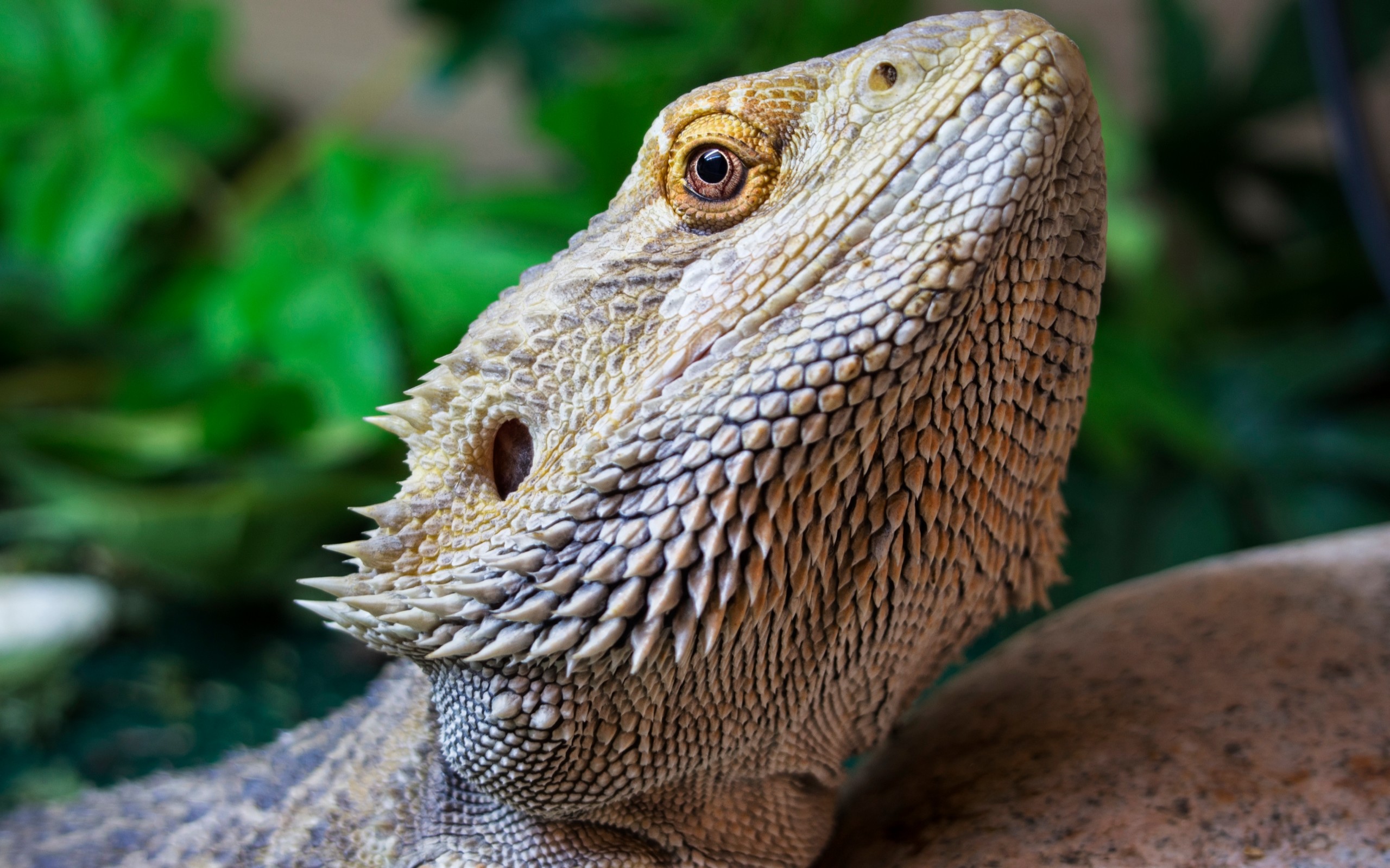 Bearded Dragon Wallpapers