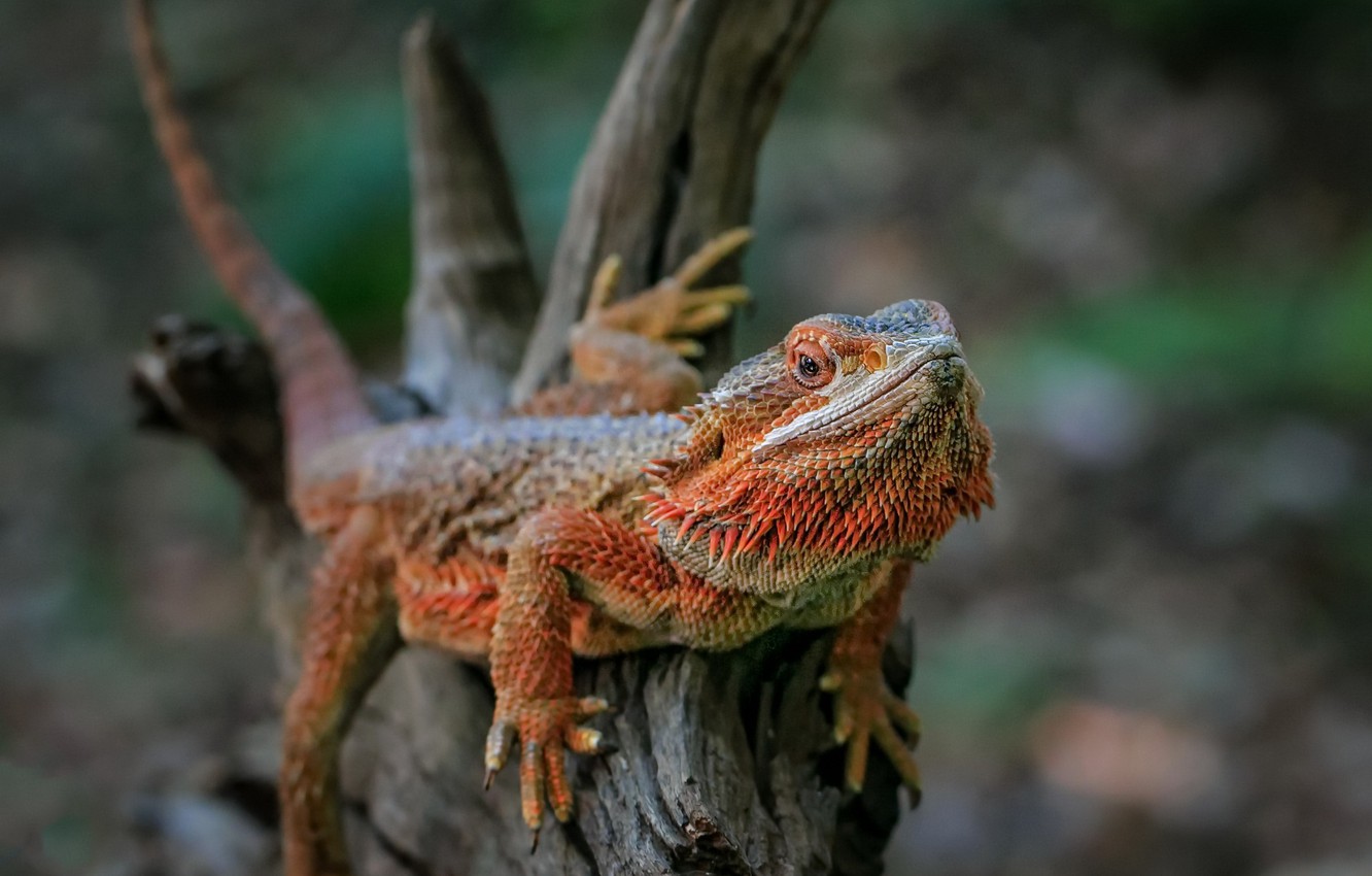 Bearded Dragon Wallpapers