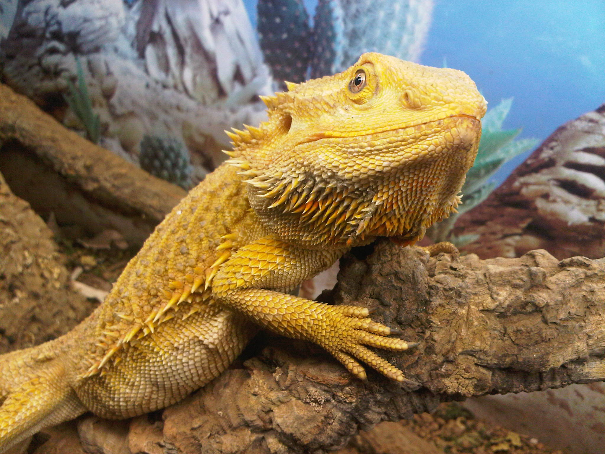 Bearded Dragon Wallpapers