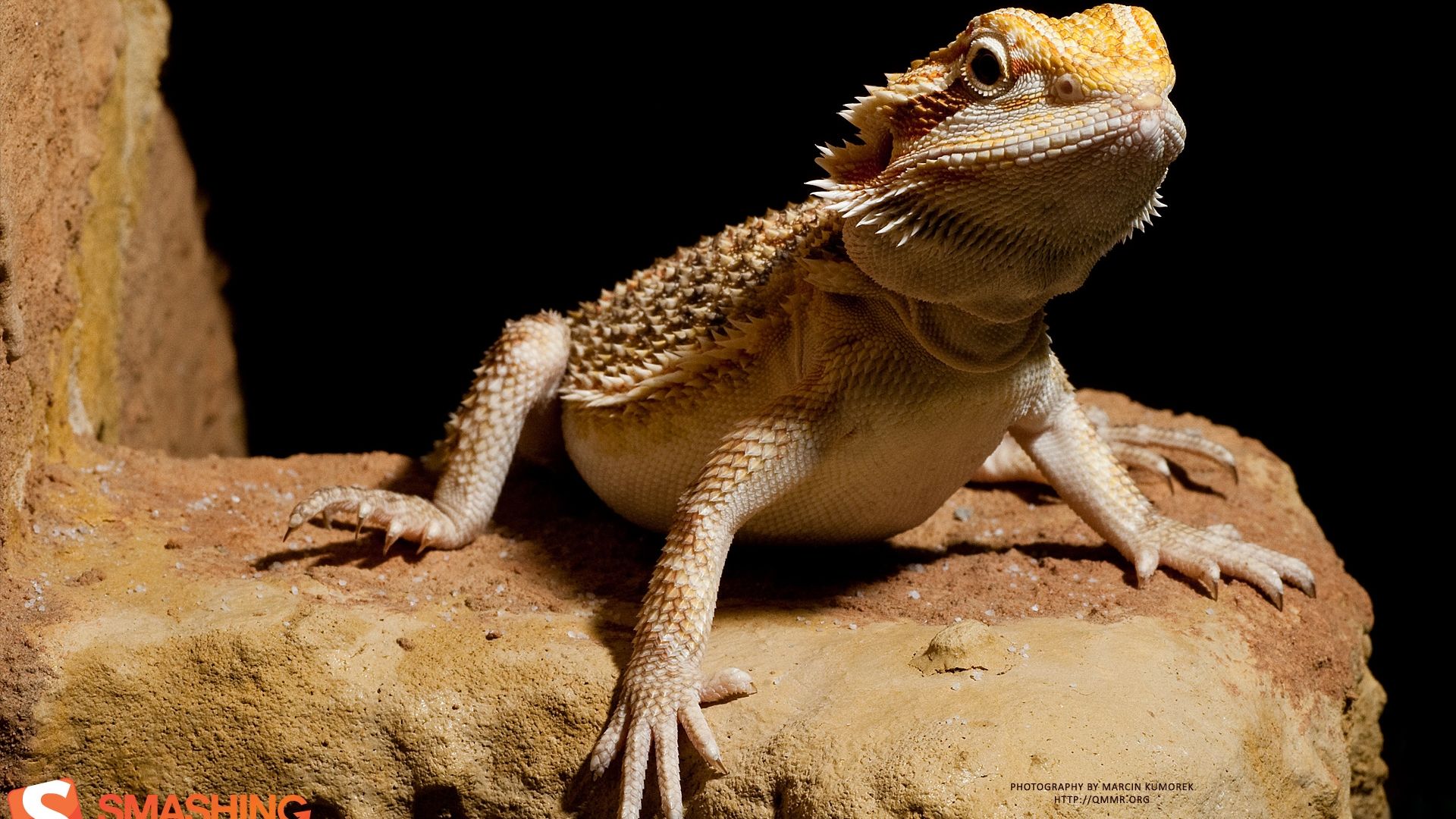 Bearded Dragon Wallpapers