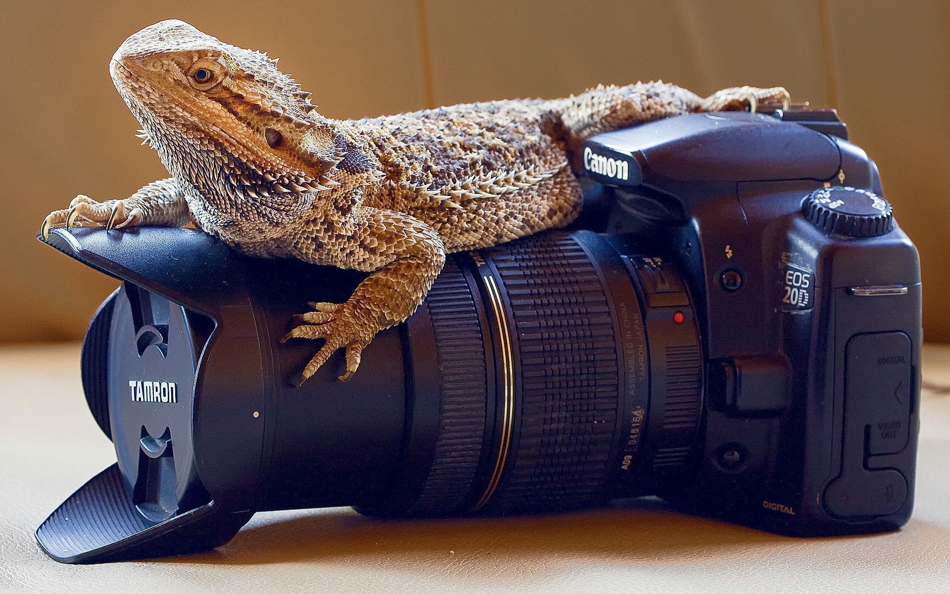 Bearded Dragon Wallpapers